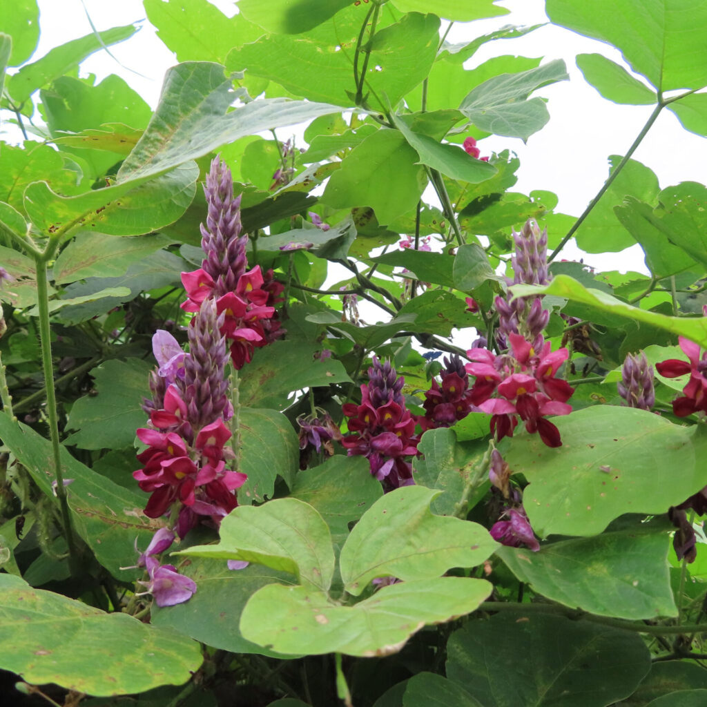 大きな緑の葉の間から複数の赤紫の花序が伸びるクズ