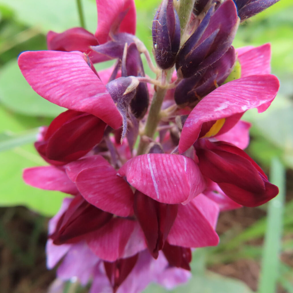 横から近づいたクズの赤紫の花びらと毛のある紫色のつぼみ