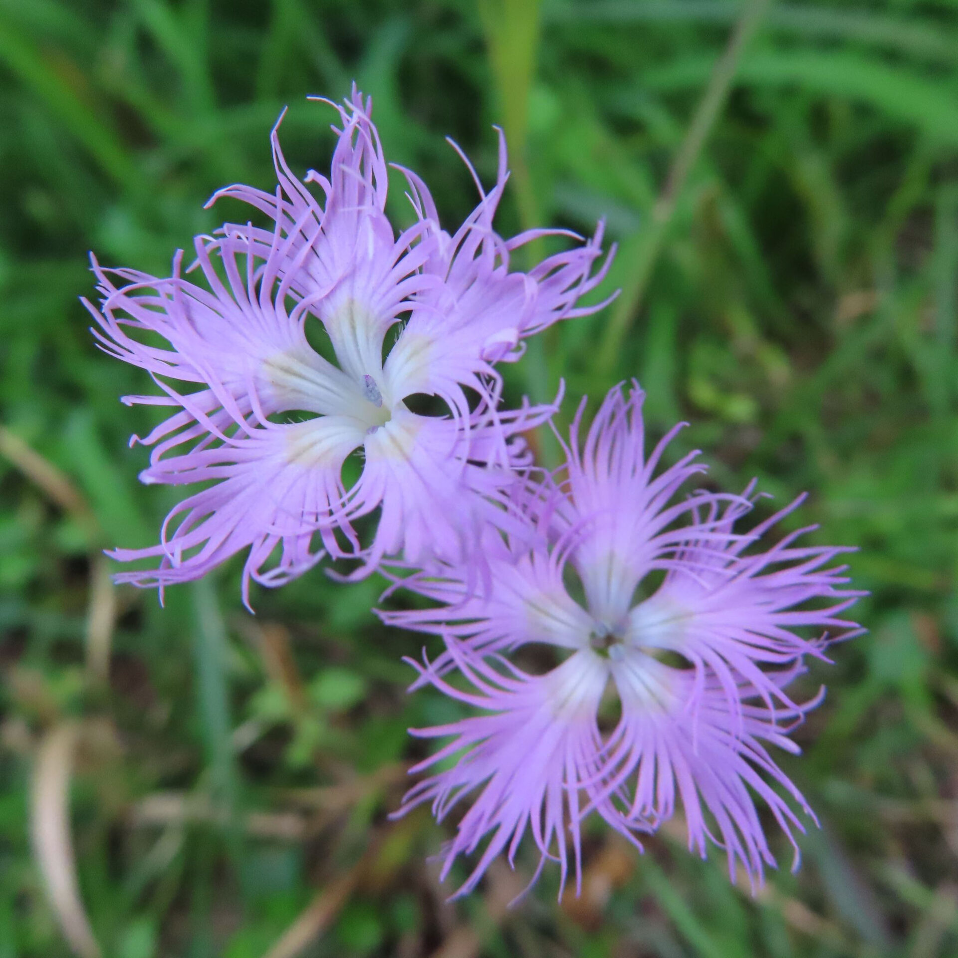 緑の草を背景に上下に並ぶ淡い紫のカワラナデシコ二輪