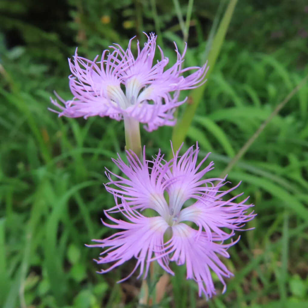 上の花を横向き、下の花を正面に写したカワラナデシコ二輪