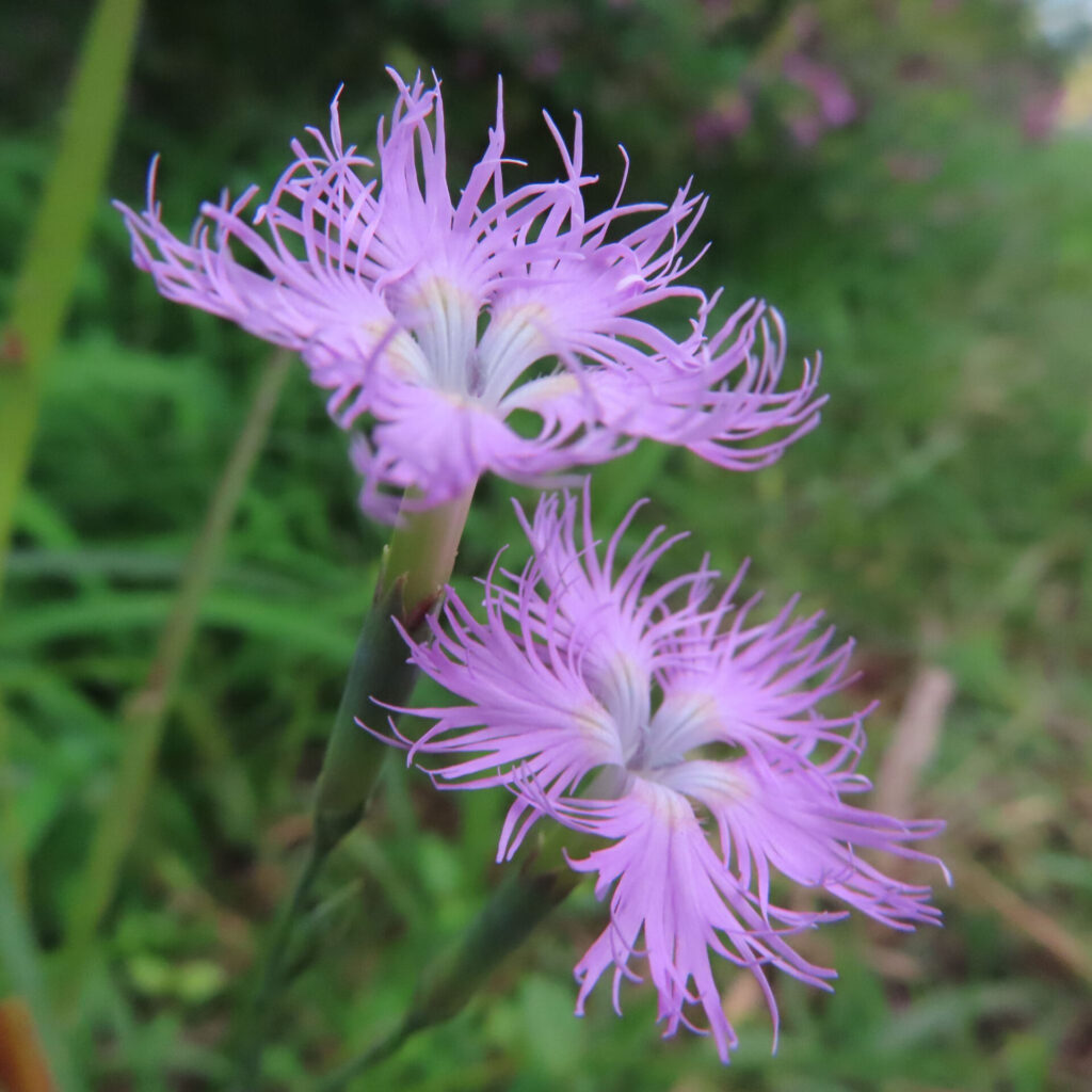 長い筒状の萼と細く裂けた花びらが見えるカワラナデシコの二輪