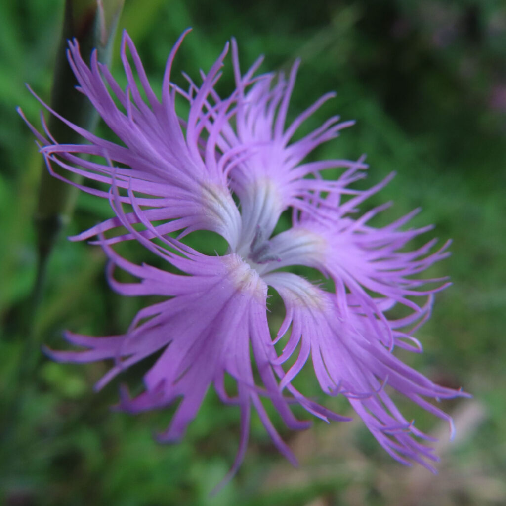 紫の筋が通る花びらと曲がった先端を写したカワラナデシコ