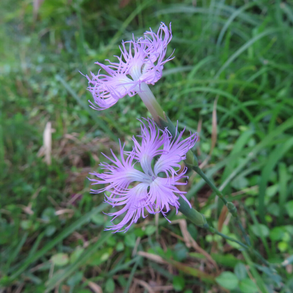 周囲の草とともに少し離れて写したカワラナデシコ二輪