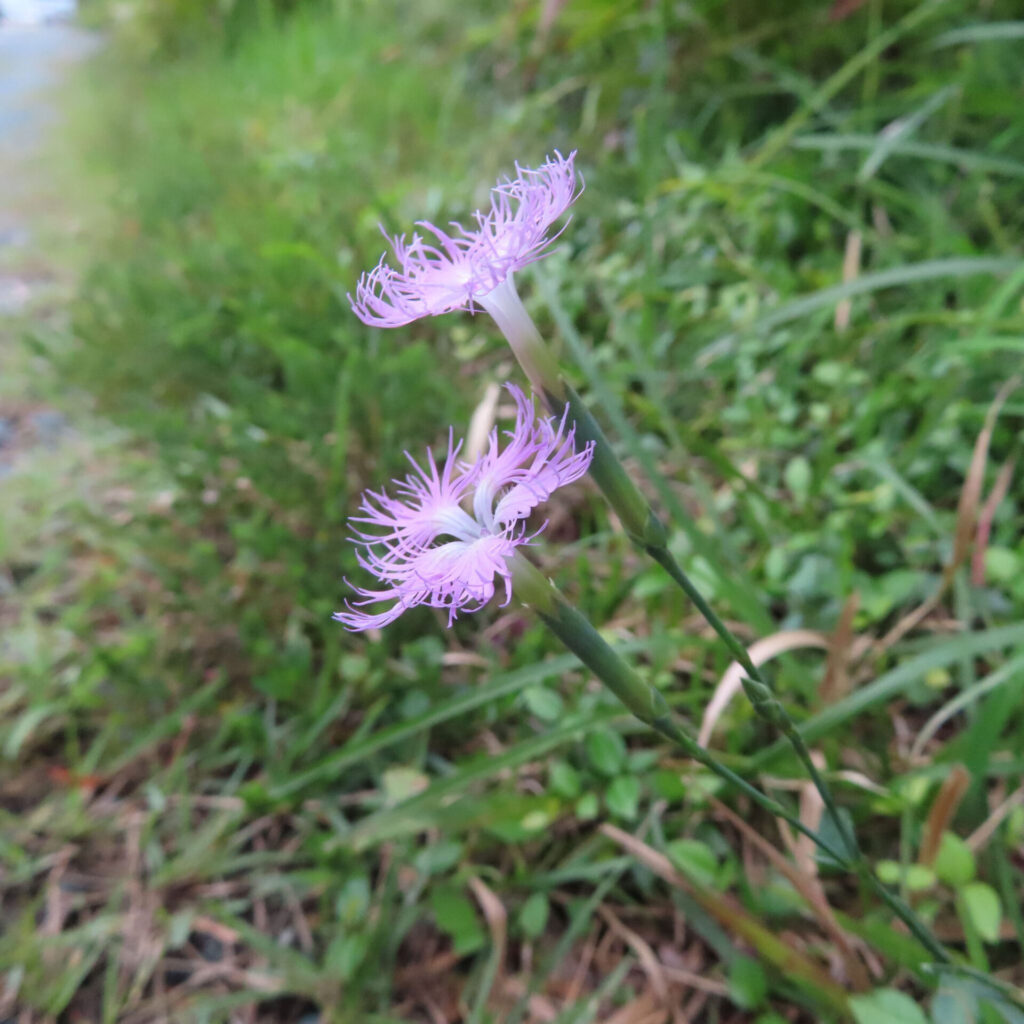 草の間から伸びる細い茎と二輪の花を写したカワラナデシコ