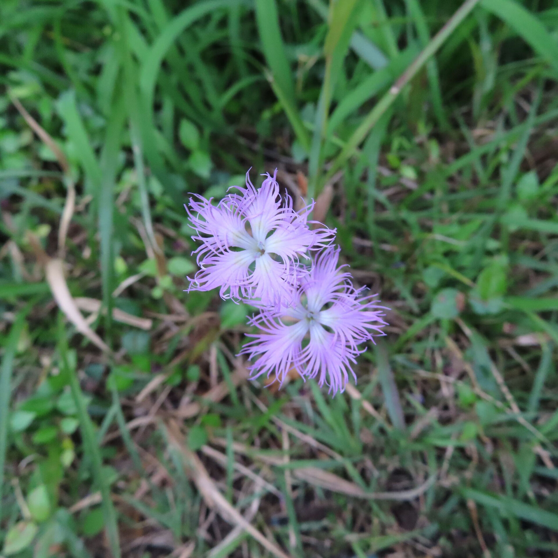 草と枯れた茎の上に寄り添って見えるカワラナデシコ二輪