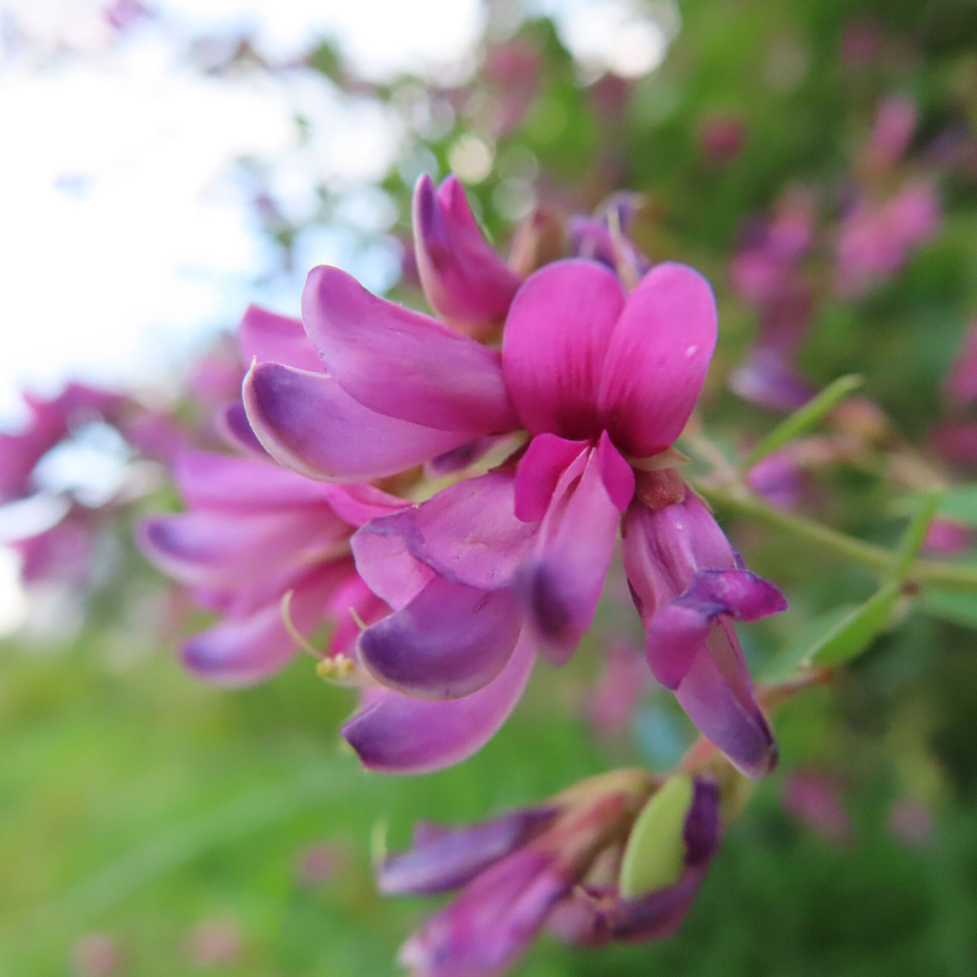 丸い赤紫の花びらと先が濃紫色の花が重なるヤマハギの接写