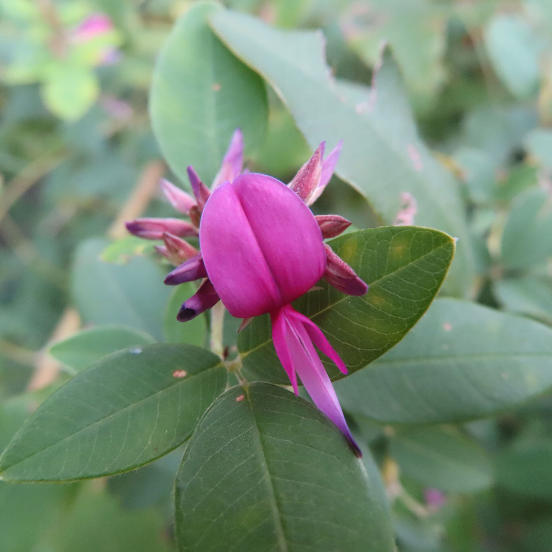 三枚の小葉を背景に赤紫の花を正面寄りから写したヤマハギ