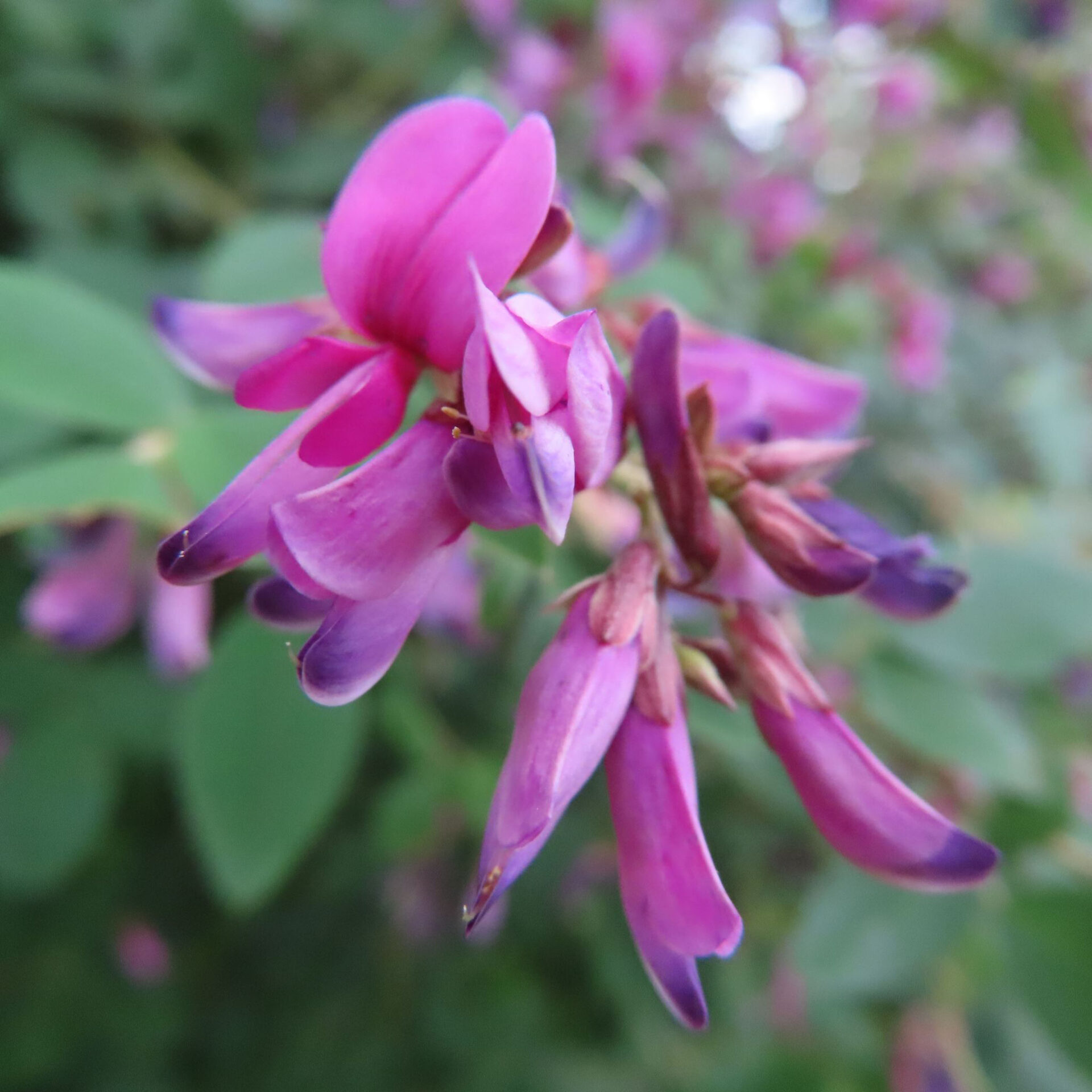赤紫の花と細長く閉じた花が枝に並ぶヤマハギ