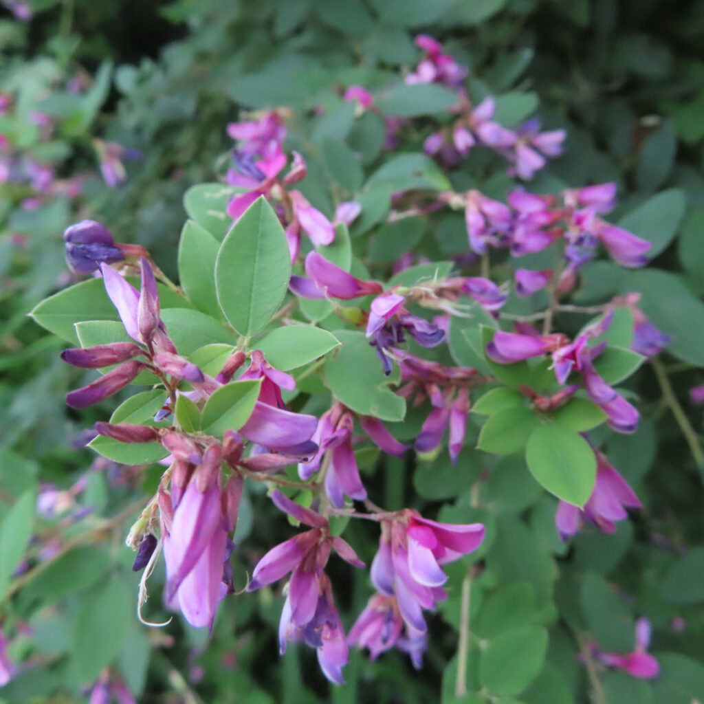 緑の小葉の間に開いた花と縮れた花が混じるヤマハギ