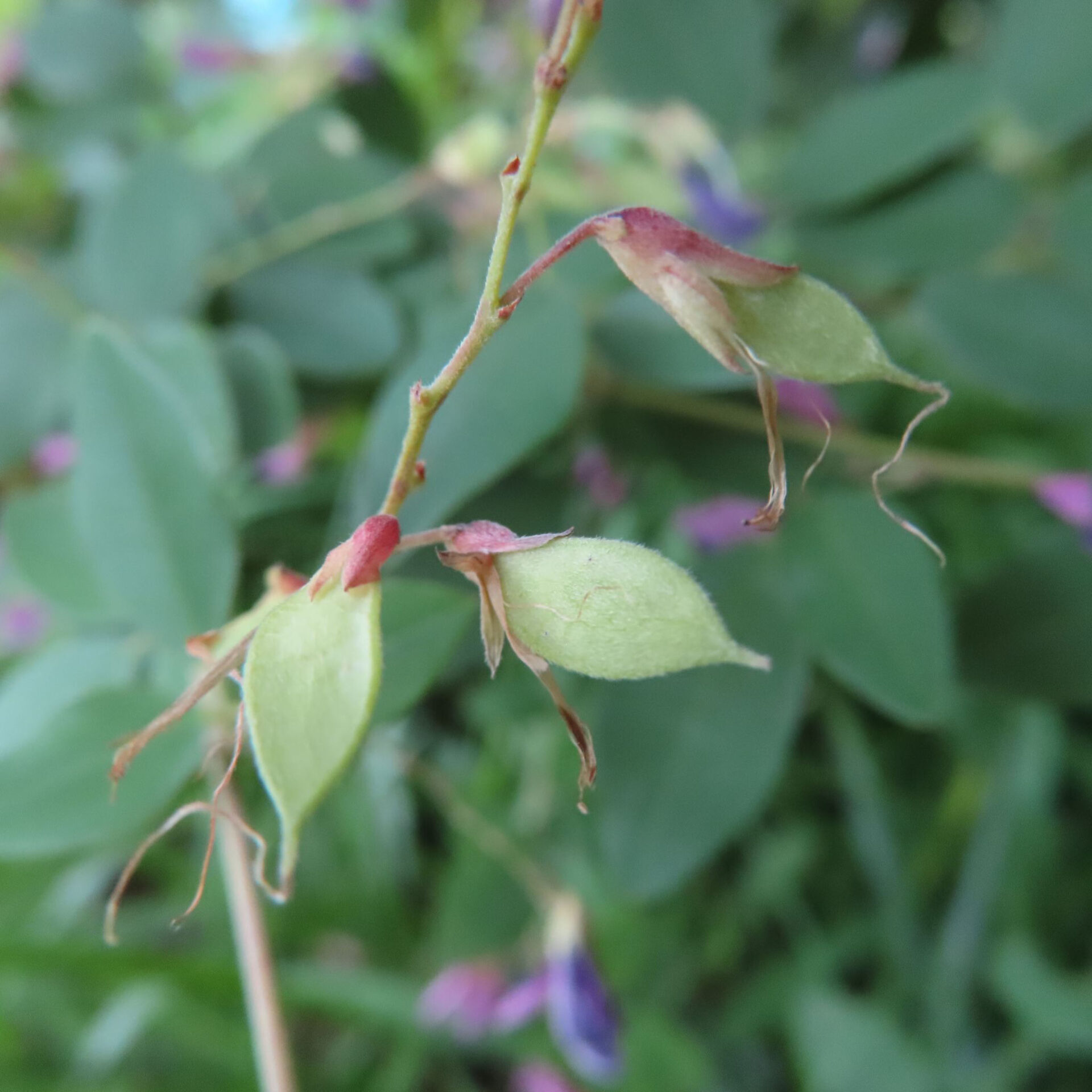 表面に細かな毛がある平たい緑の実を三つ写したヤマハギ