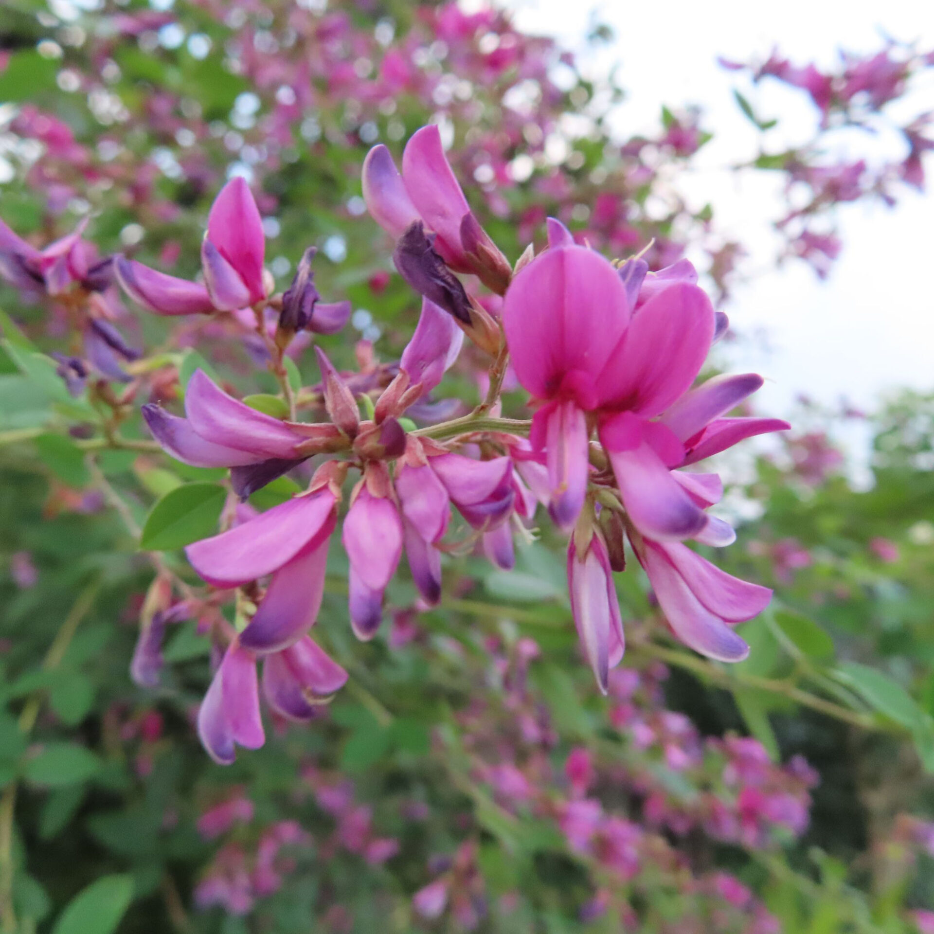空の明るさを背景にさまざまな向きの赤紫の花が並ぶヤマハギ