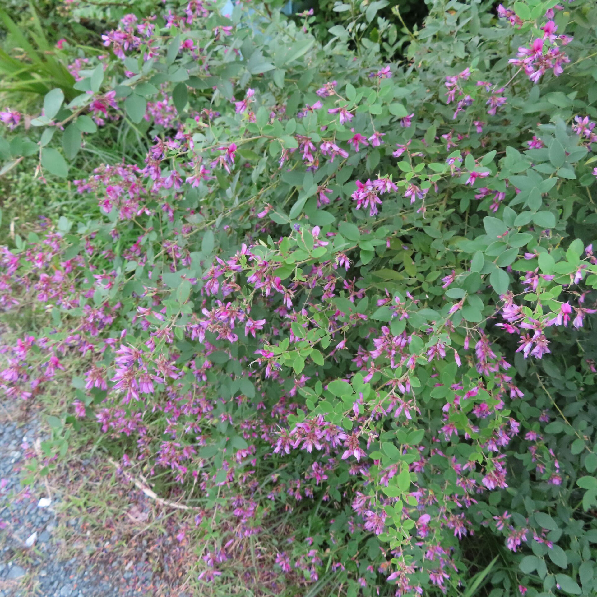 道の脇で緑の葉と赤紫の花が枝いっぱいに広がるヤマハギ