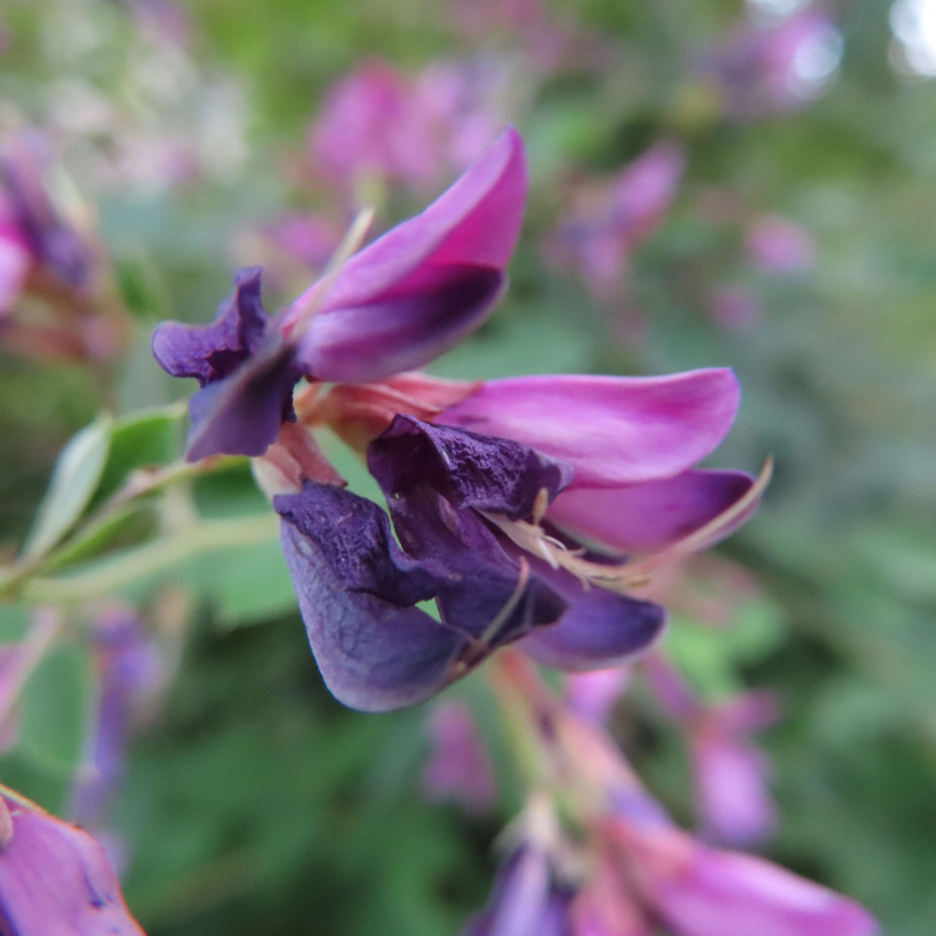 開いた赤紫の花のそばに濃紫色の縮れた花が残るヤマハギ