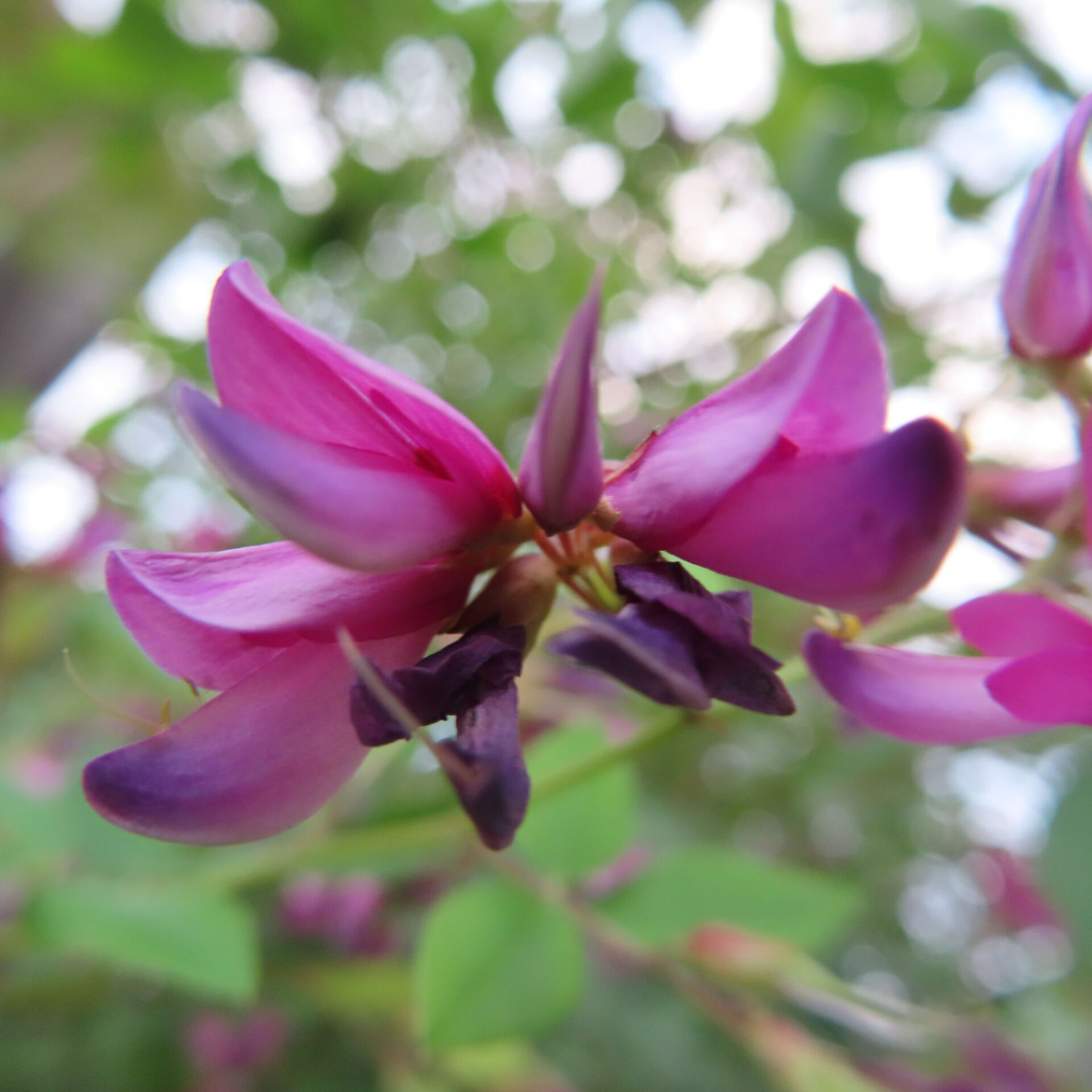 横向きの赤紫の花と下側の縮れた濃紫色の花を写したヤマハギ