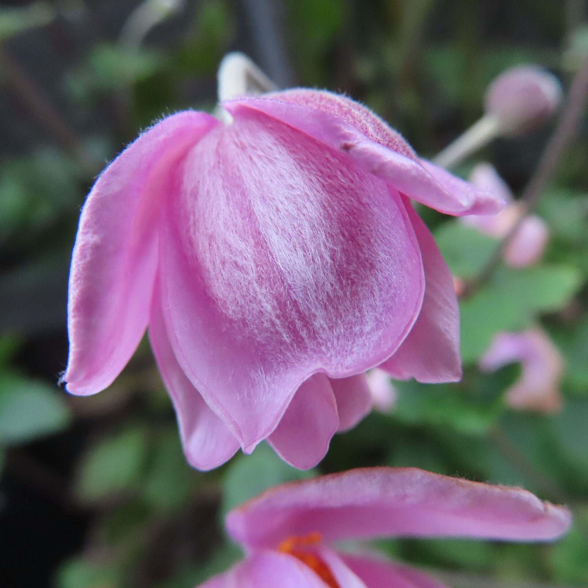 細かな白い毛に覆われた桃色の裏側が見えるシュウメイギクの花