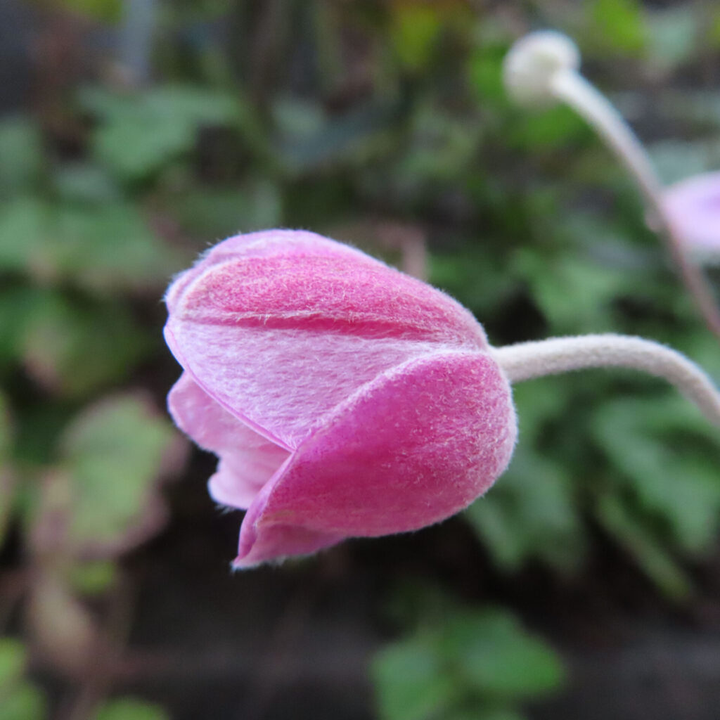 毛のある曲がった花柄と丸い開きかけの花を写したシュウメイギク