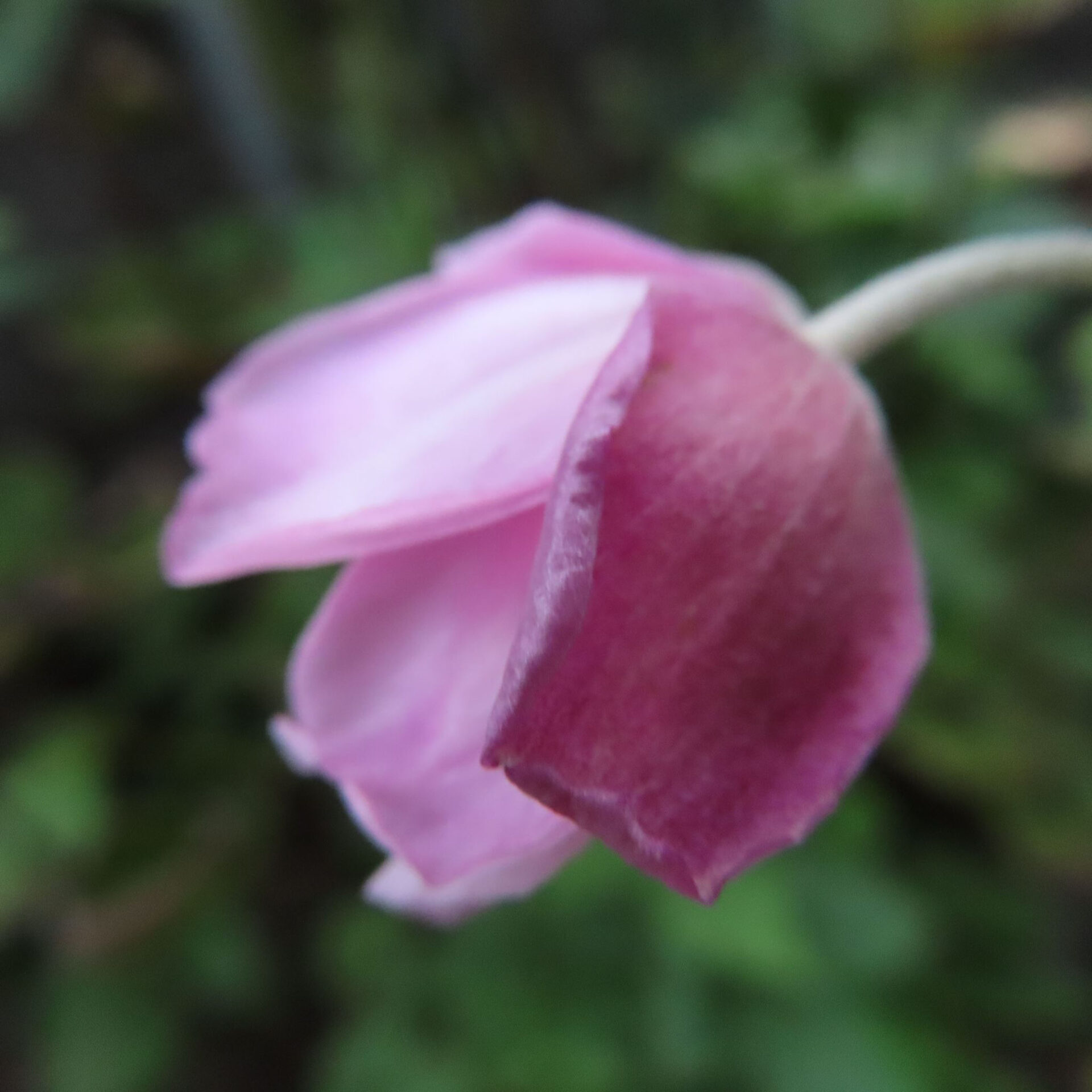 濃い桃色の外側と淡い内側がのぞくシュウメイギクの開きかけの花
