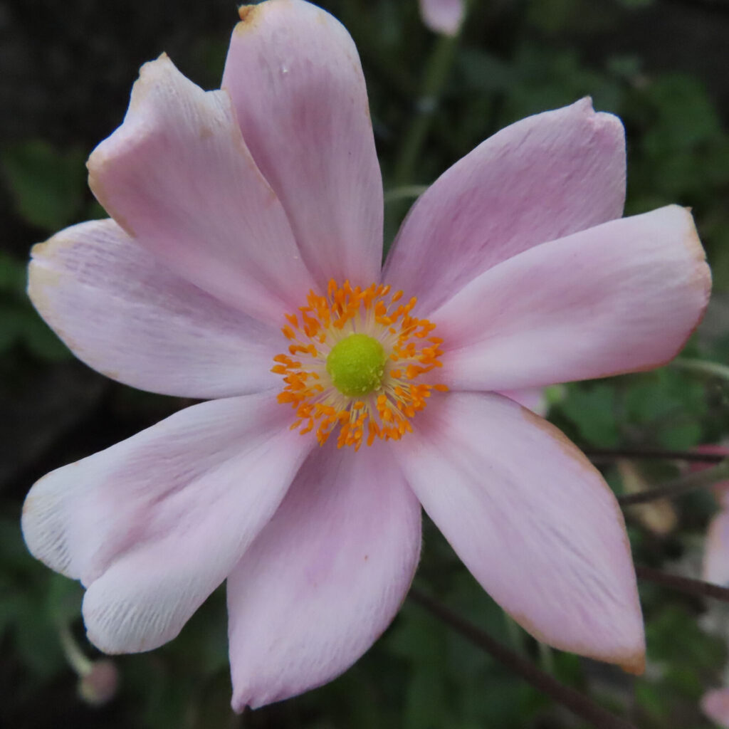 淡い桃色の花全体と黄緑の中心を正面から写したシュウメイギク