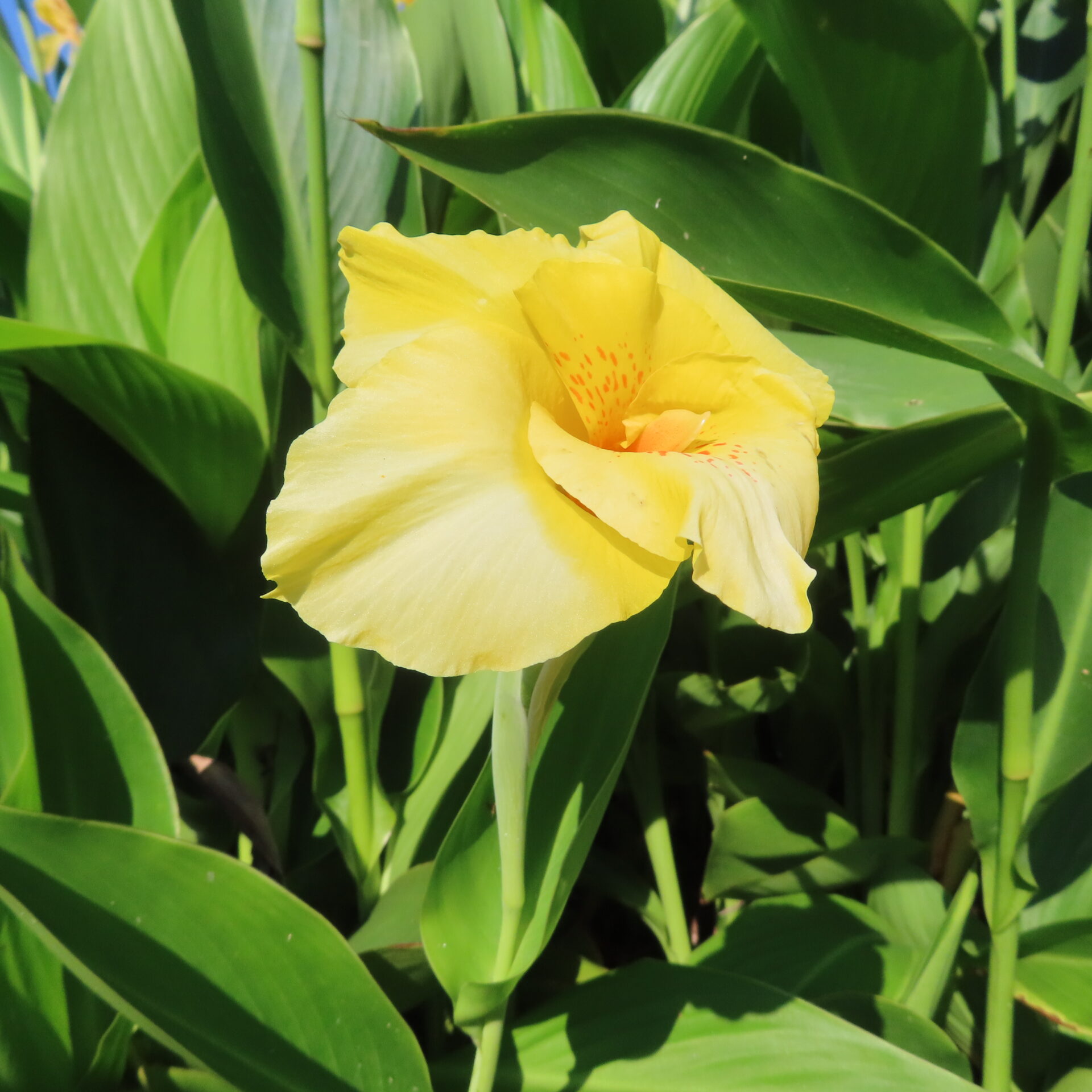 大きな緑の葉に囲まれ中央に朱色の点がある黄色いカンナの花