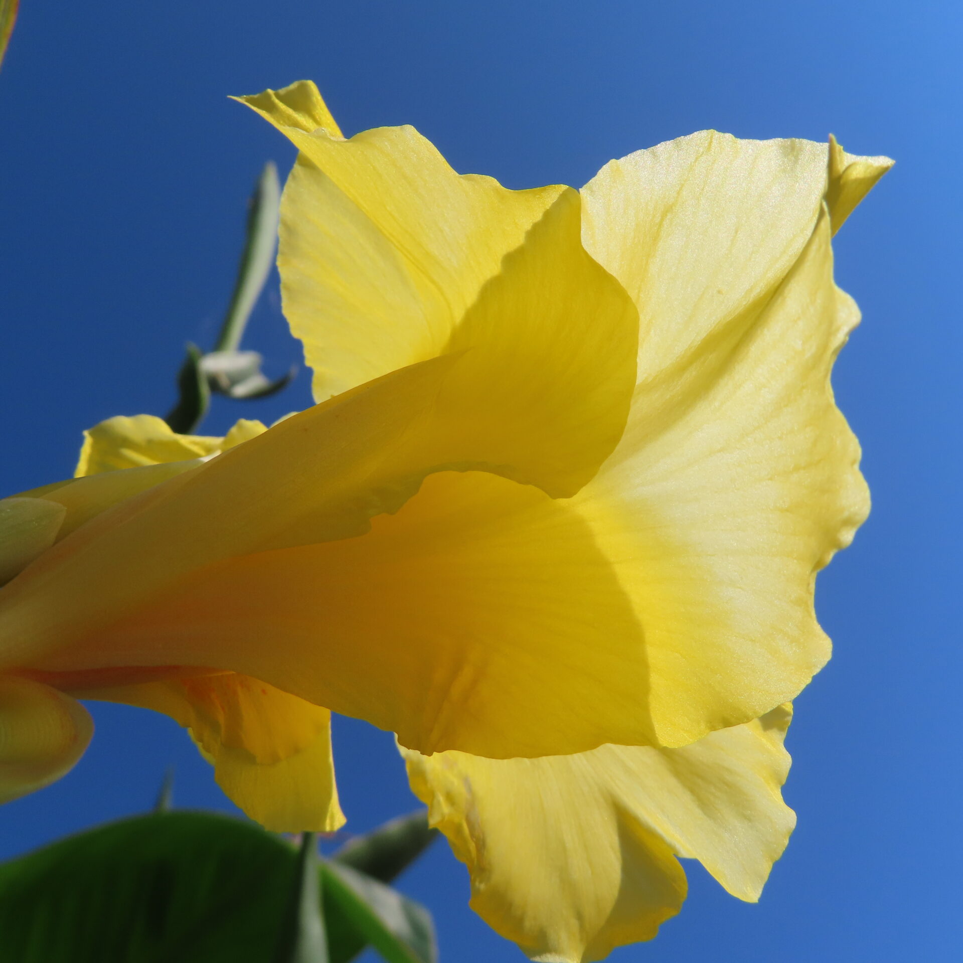 青空に透けるような黄色い面を裏側から見上げたカンナの花