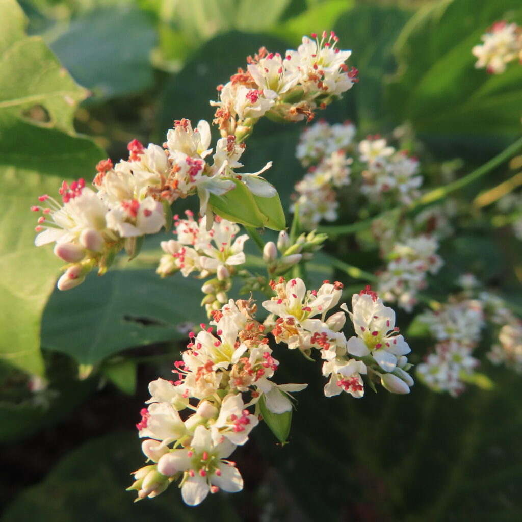 シャクチリソバの白い小花と赤紫色の葯、花の間にある稜のある緑の実