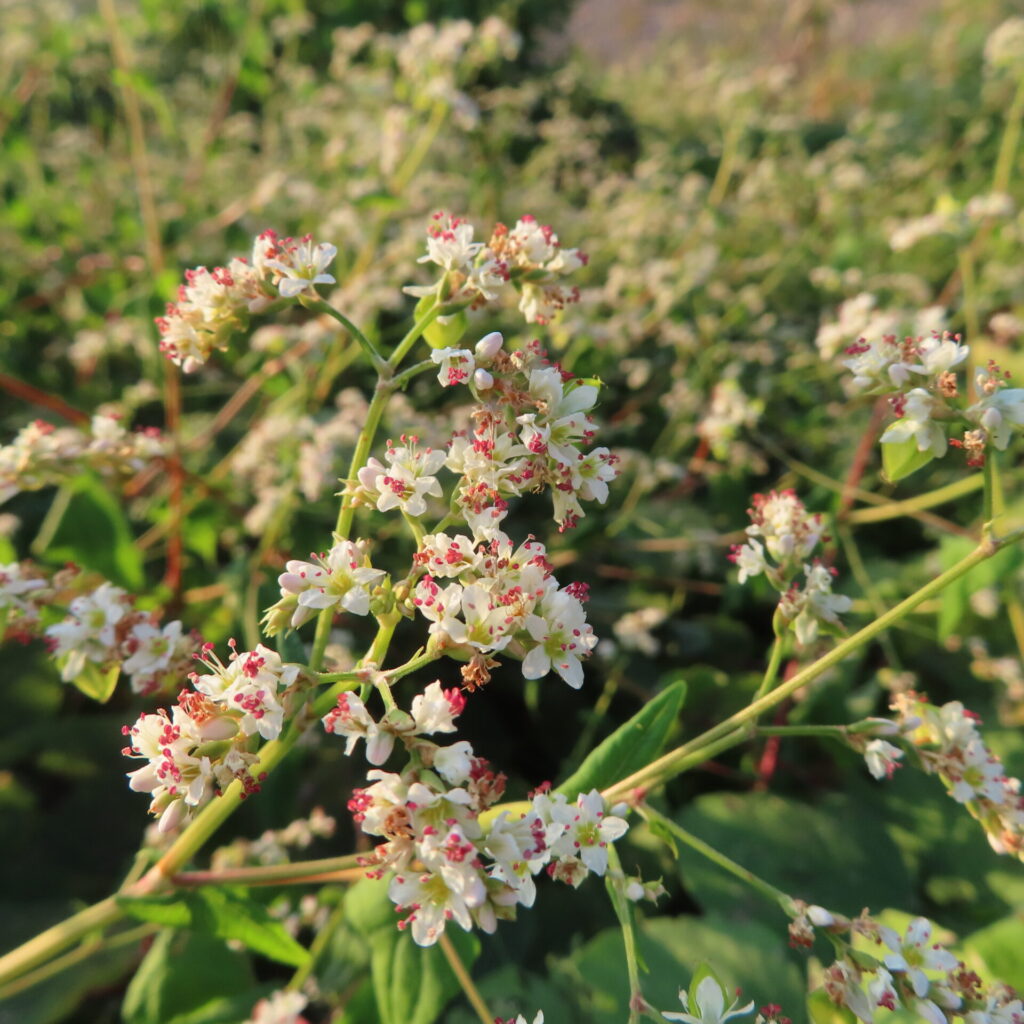 枝分かれした緑の茎の先に白い花序がいくつもつくシャクチリソバ