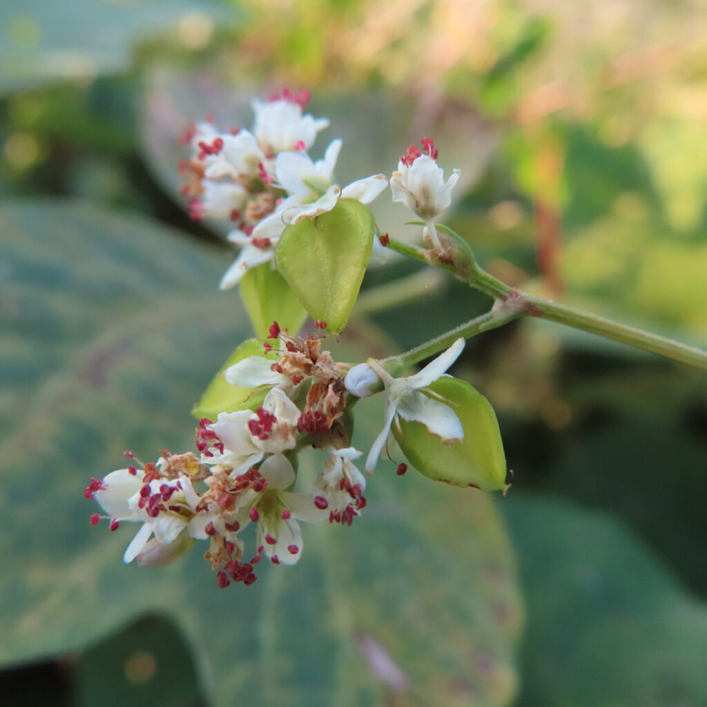 シャクチリソバの白い花のそばに下がる、稜のある緑色の若い実
