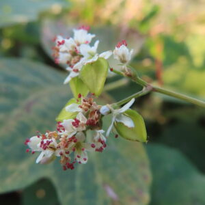 シャクチリソバの白い花のそばに下がる、稜のある緑色の若い実