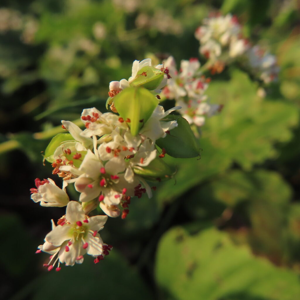 白い小花と角ばった緑の実が重なるシャクチリソバの花序