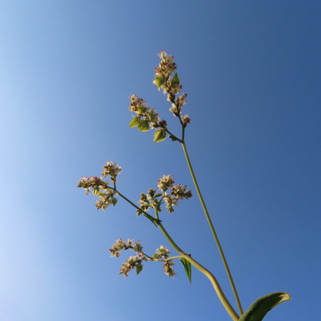 青空へ伸びるシャクチリソバの細い茎と、枝先の白い花序