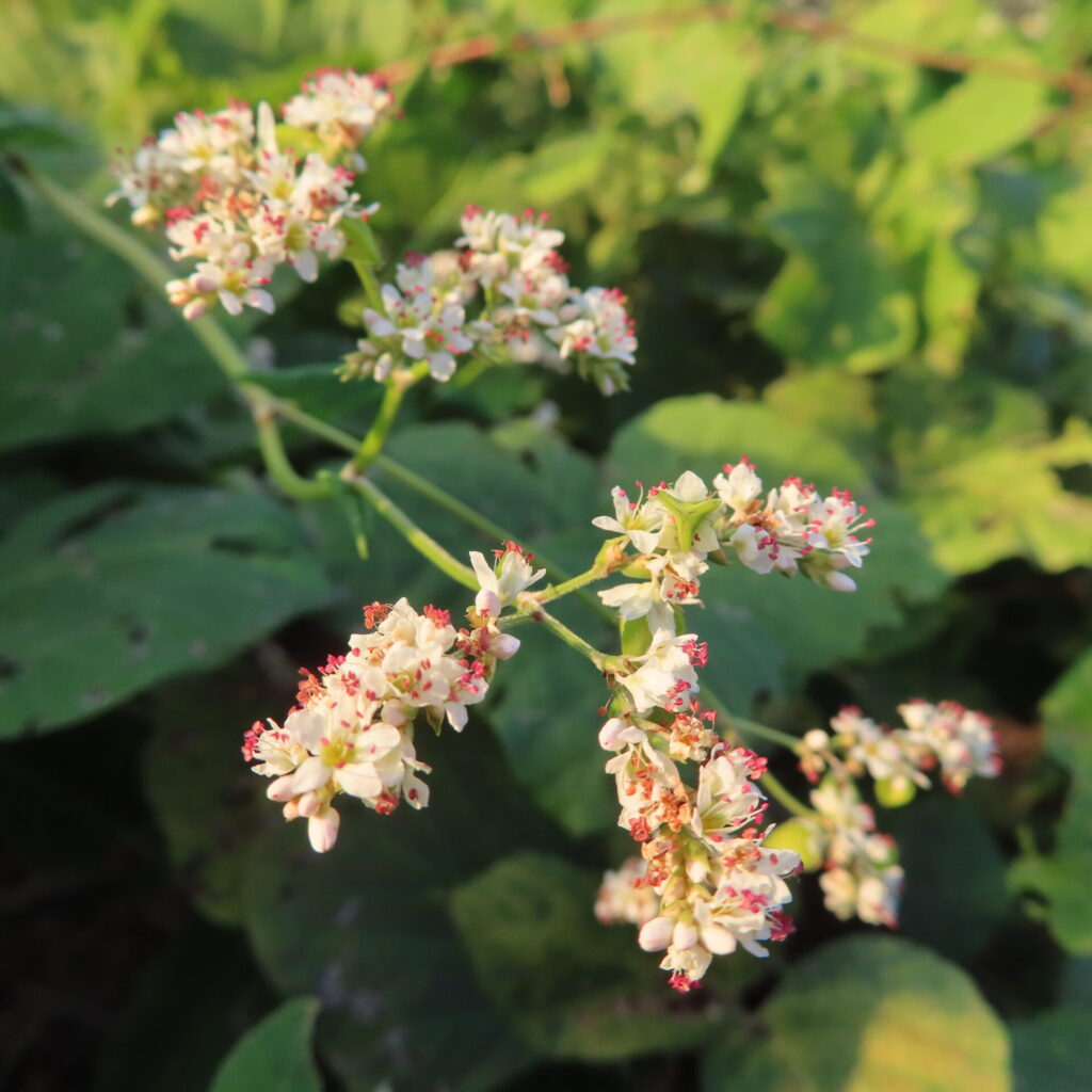 緑の葉を背景に、分かれた茎に白い花と緑の実がつくシャクチリソバ