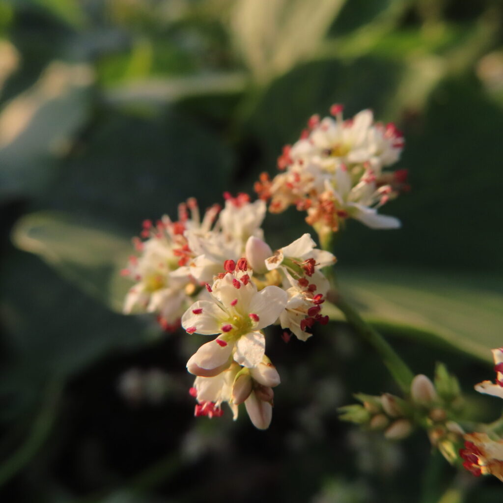暗い背景の前に開くシャクチリソバの白い花と赤紫色の葯