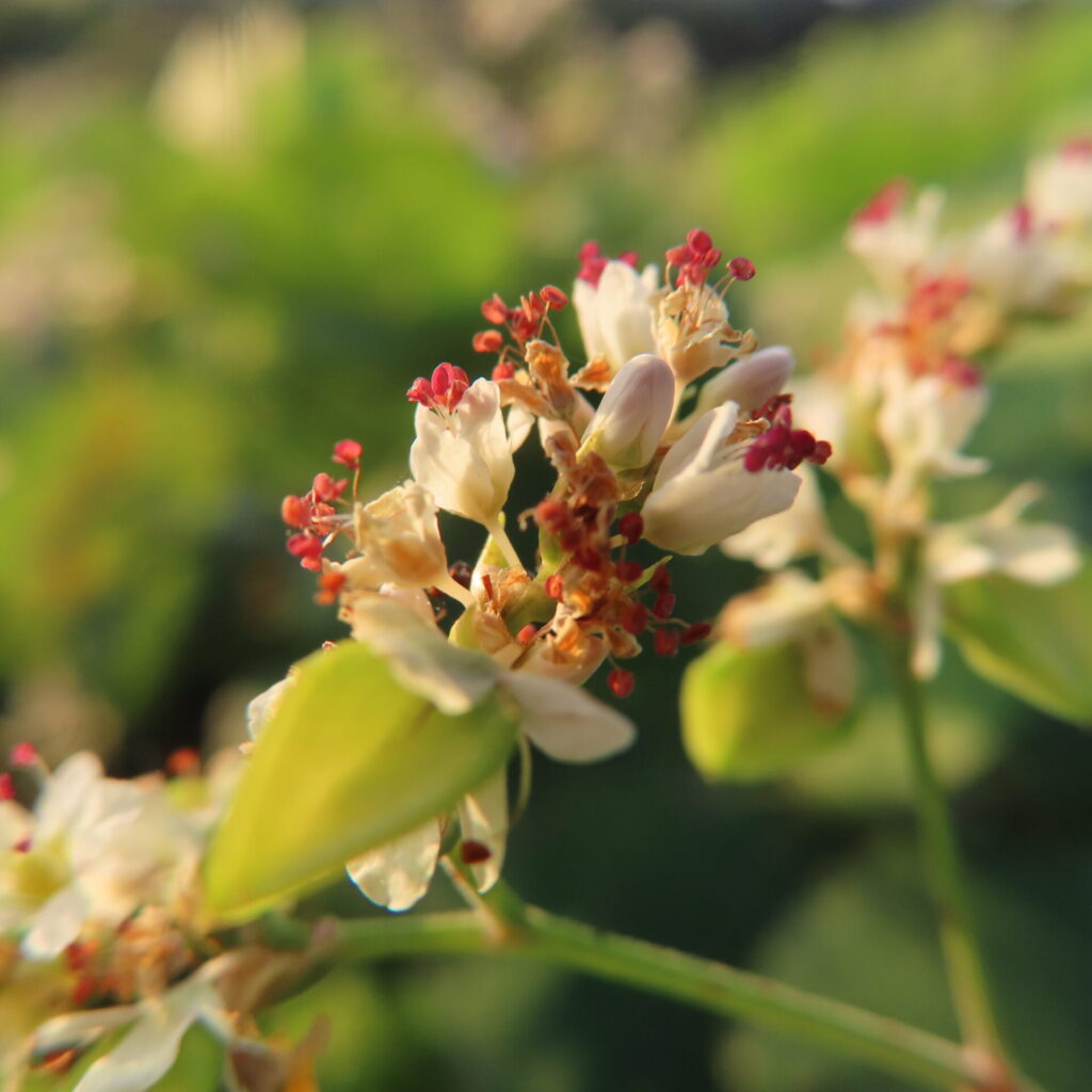 シャクチリソバの白い花と閉じたつぼみ、褐色の花の部分と緑の実