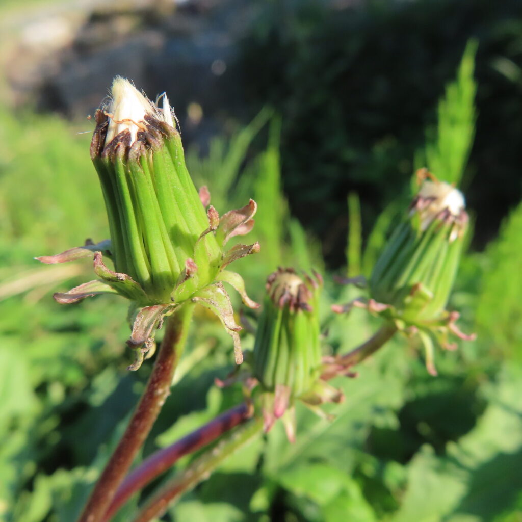 閉じた緑の頭花の先から白い綿毛がのぞくタンポポ