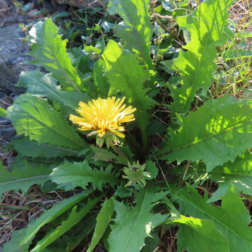 深く切れ込んだ緑の葉の中に黄色い一輪と閉じた頭花が見えるタンポポ