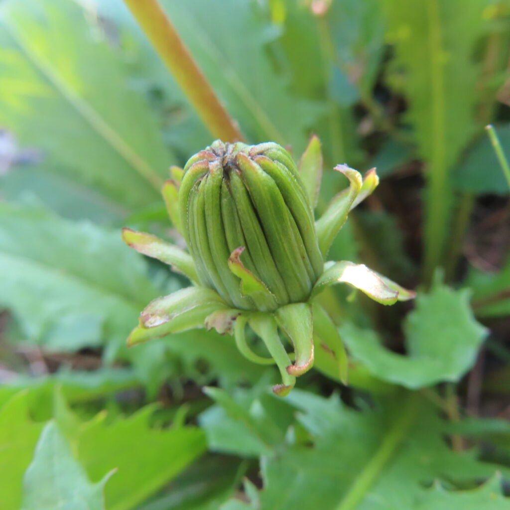外へ反る総苞に囲まれて先を閉じた緑のタンポポの頭花