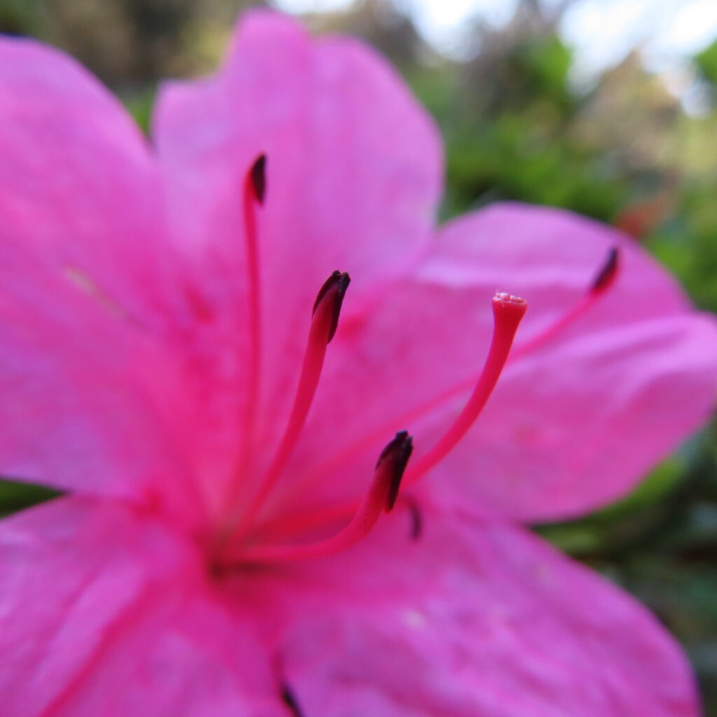 桃色の花を背景に先端の葯と雌しべへ近づいたツツジの接写