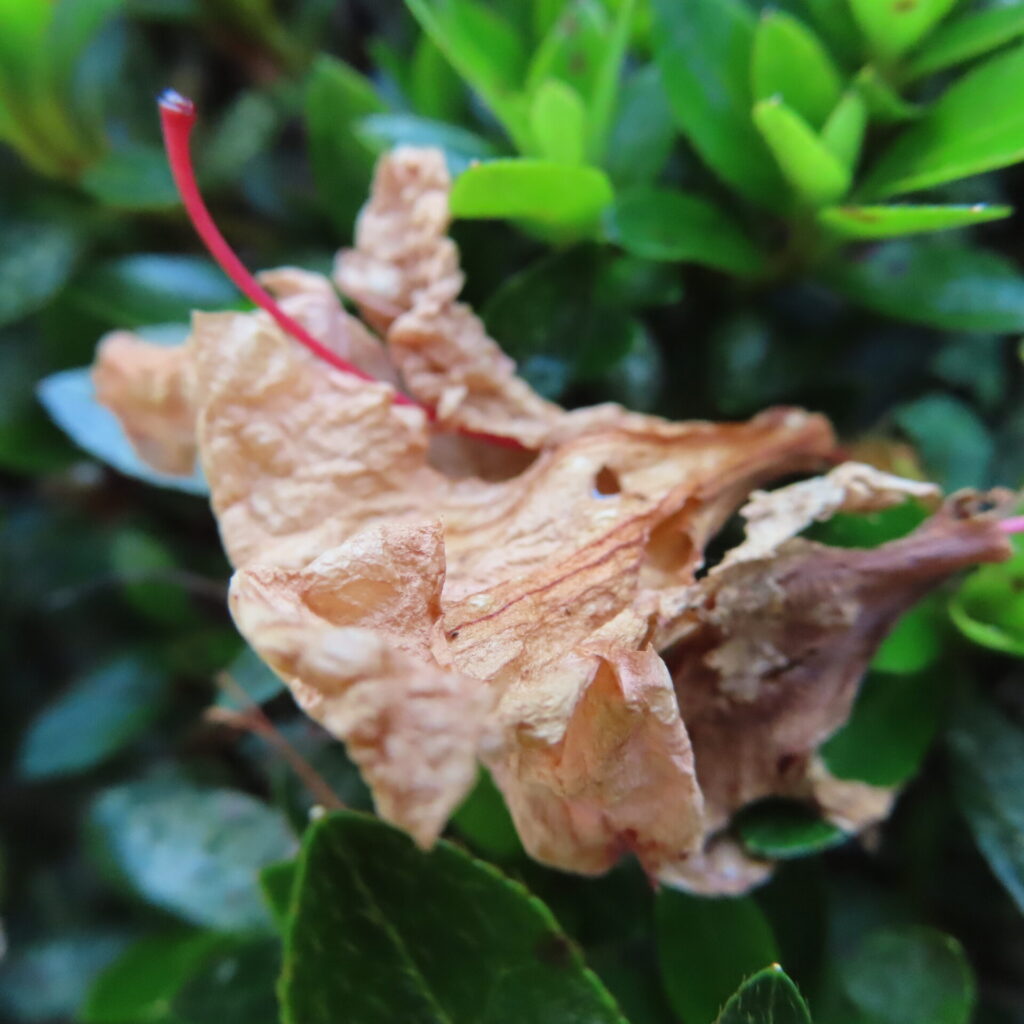 茶色く乾いた花びらの中に赤い雌しべが残るツツジの花後